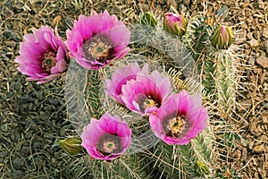 Beavertail Cactus in Bloom