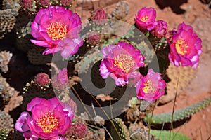 Beavertail cactus blossoms in the Colorado River valley