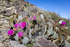 Beavertail Cactus and other wildflowers blooming in Joshua Tree N