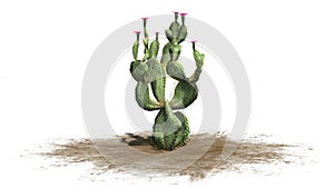 Beavertail cactus plant with beautiful pink blossoms