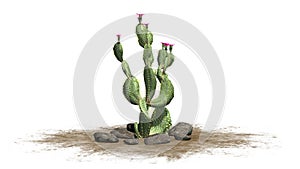 Beavertail cactus plant with beautiful pink blossoms