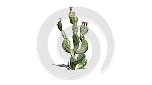 Beavertail cactus plant with beautiful pink blossoms