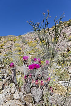 Beavertail Cactus and Wildflowers blooming in Anza-Borrego State