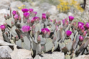 Beavertail Cactus and Wildflowers blooming in Anza-Borrego State