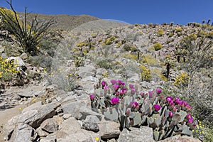 Beavertail Cactus and Wildflowers blooming in Anza-Borrego State