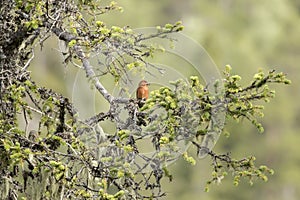 Beaytiful male red crossbill, Loxia curvirostra, on a branch in its natural habitat