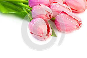 Beaytiful Tulips Flowers with Waterdrops - holiday border on whi