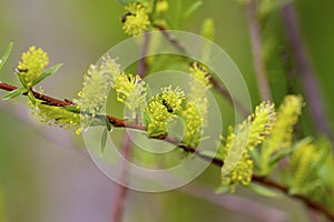 Bebb`s Willow Catkins  813320