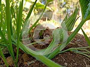 Beby pumpkin growing on the vine in India