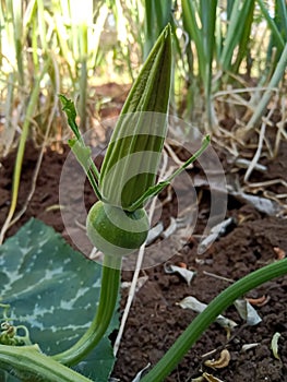 Beby pumpkin growing on the vine in India