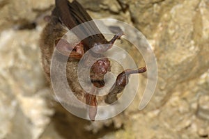 Bechstein`s bat Myotis bechsteinii