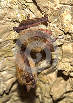 Bechstein's bat (Myotis bechsteinii)