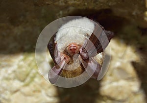 Bechstein's bat (Myotis bechsteinii)