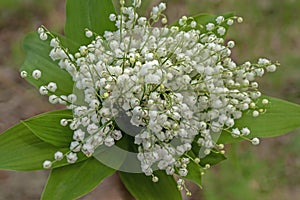 Beckett of lilies of the valley, top view, on a blurred background