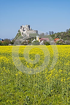 Beckov castle with oilseed rape yellow field, Slovakia