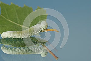 Becoming a butterfly