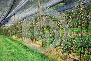 Una cama de manzana plantación 