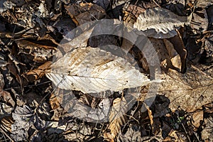 Bed of Autumn leaves in Springtime