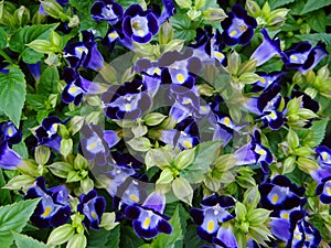 A bed of beautiful purple Torenia flowers