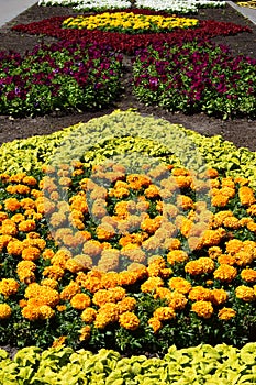 A bed of beautiful yellow marigolds