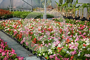 Bed of begonias under a greenhouse