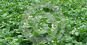 Bed of blooming potato plants. Patch of Solanum tuberosum plant in bloom growing in homemade garden.