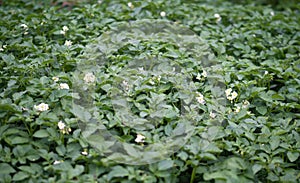 Bed of blooming potato plants. Patch of Solanum tuberosum plant in bloom growing in homemade garden.