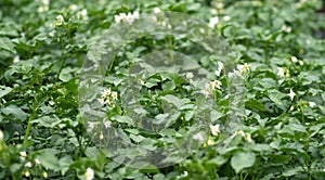 Bed of blooming potato plants. Patch of Solanum tuberosum plant in bloom growing in homemade garden.