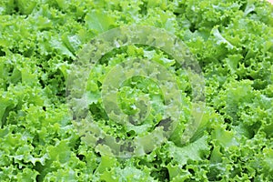 Bed of bright green lettuce leaves in organic vegetable garden