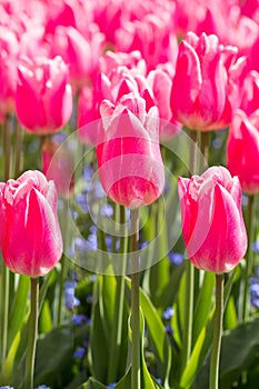 Bed of Brightly Coloured Pink Tulips in Bloom