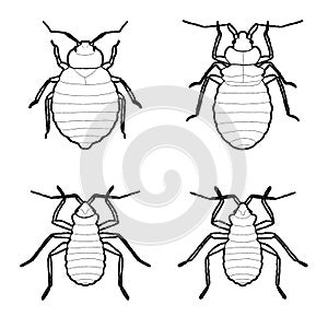 Bed Bug Animal Vector Illustration Hand Drawn Cartoon Art