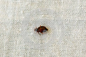 Bed bug, Cimex lectularius, on a bed sheet