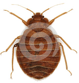 Bed bug Cimex lectularius parasitic insects of the cimicid family feeds on human blood