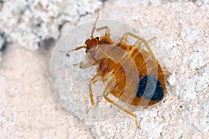 Bed bug Cimex lectularius parasitic insects of the cimicid family feeds on human blood