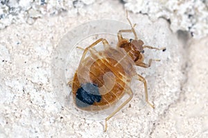 Bed bug Cimex lectularius parasitic insects of the cimicid family feeds on human blood