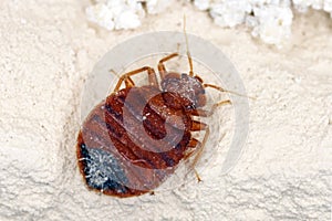 Bed bug Cimex lectularius parasitic insects of the cimicid family feeds on human blood