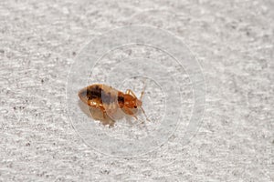Bed Bug Cimex lectularius photo