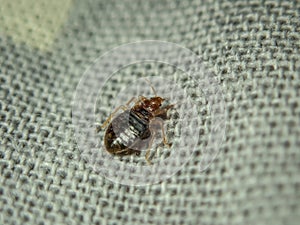 Bed bug crawling on the sheet. Household parasite. Close-up photo