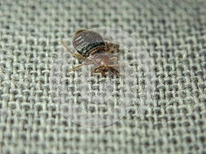 Bed bug crawling on the sheet. Household parasite. Close-up photo