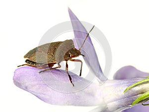 Bed-bug on flower