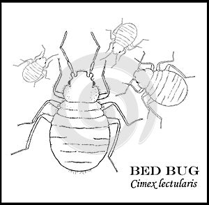 Bed Bug Illustrated Poster photo