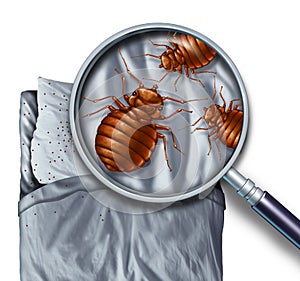 Bed Bug Infestation