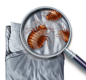 Bed Bug Infestation photo
