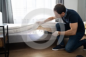 Bed Bug Infestation And Treatment Service photo
