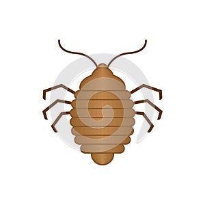 Bed bug isolated. bedbug. chinch vector illustration