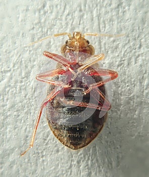 Bed bug on a light background. Household parasite. Close-up photo