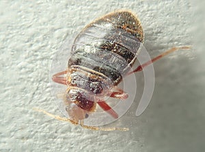 Bed bug on a light background. Household parasite. Close-up photo