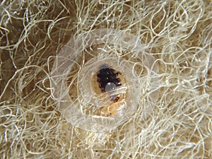 Bed Bug on the upholstery of the sofa.