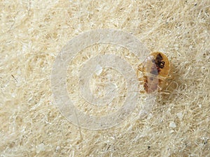 Bed Bug on the upholstery of the sofa.