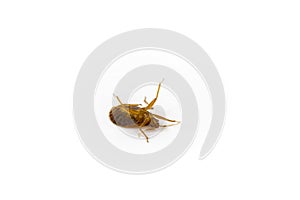 Bed bug upside down flailing its legs isolated on white surface